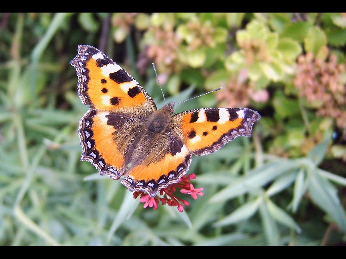 Kleiner Fuchs (Aglais urticea)