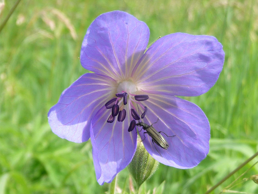 Blüte eines Wiesenstorchschnabels mit Scheinbockkäfer (Oedemera virescens)