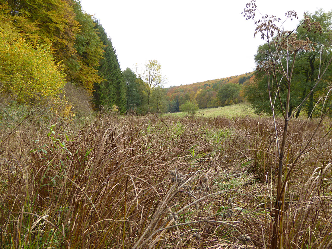 Waldsimsen-Sumpf