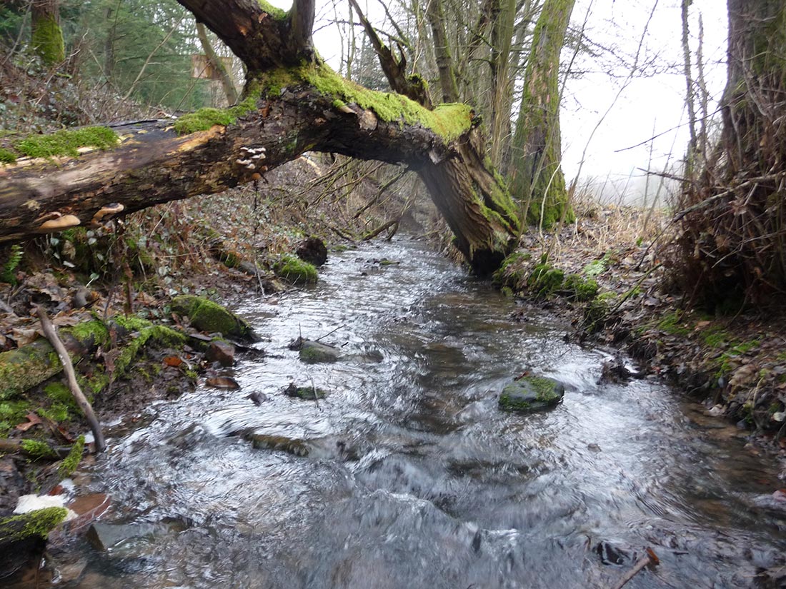 Naturnaher Bachabschnitt