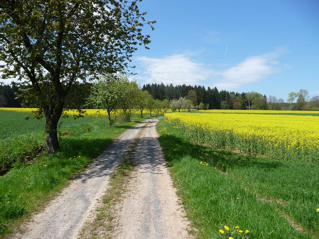 Obstbaumreihen beleben die Agrarlandschaft