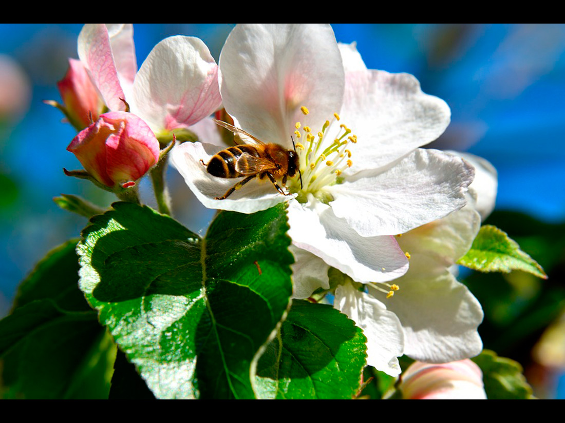 Honigbiene bestäubt die Apfelbaumblüte