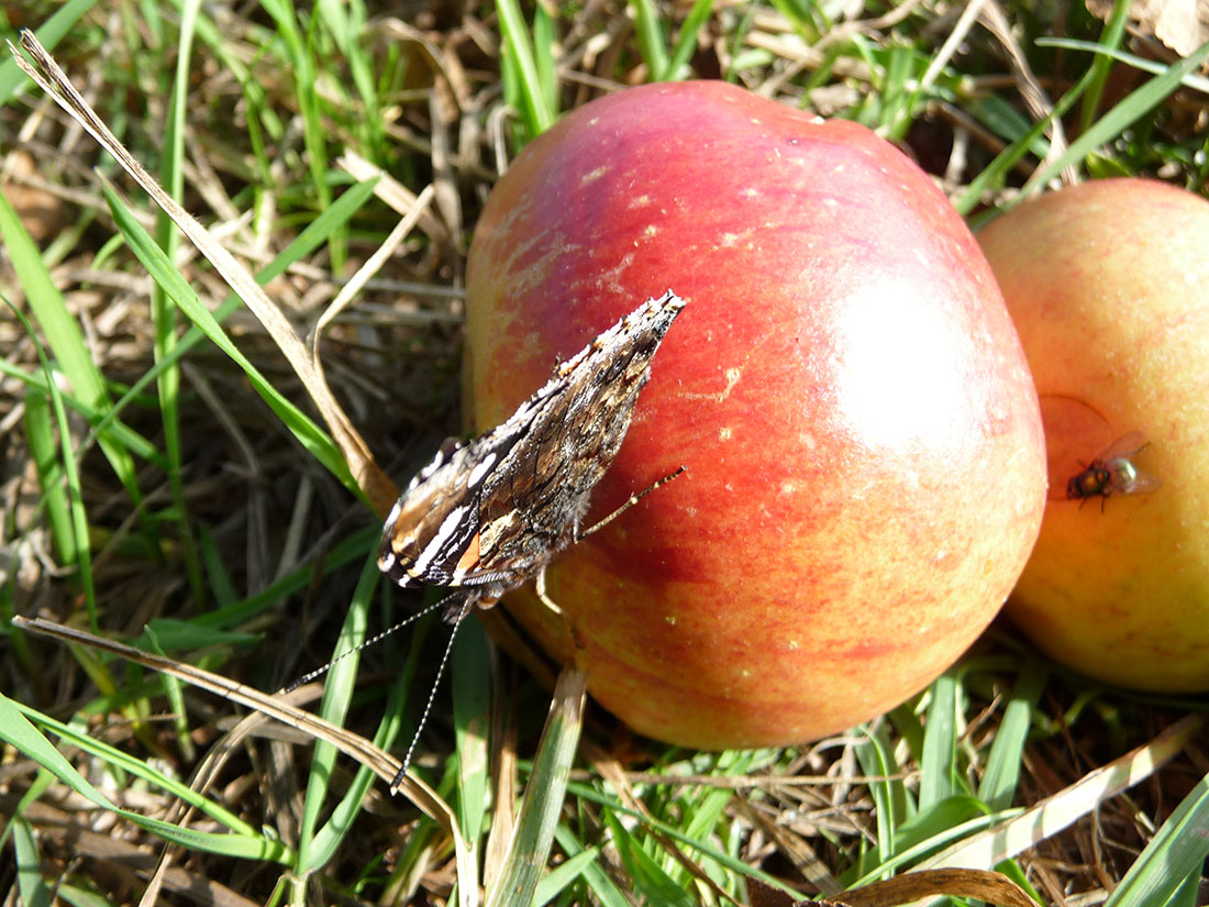 Ein Schmetterling (Admiral, Vanessa atalanta) an Fallobst