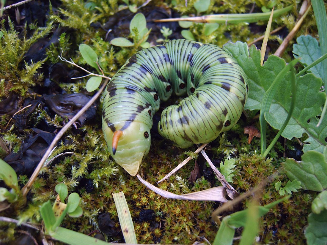 Raupe des Windenschwärmers (Agrius convolvuli)