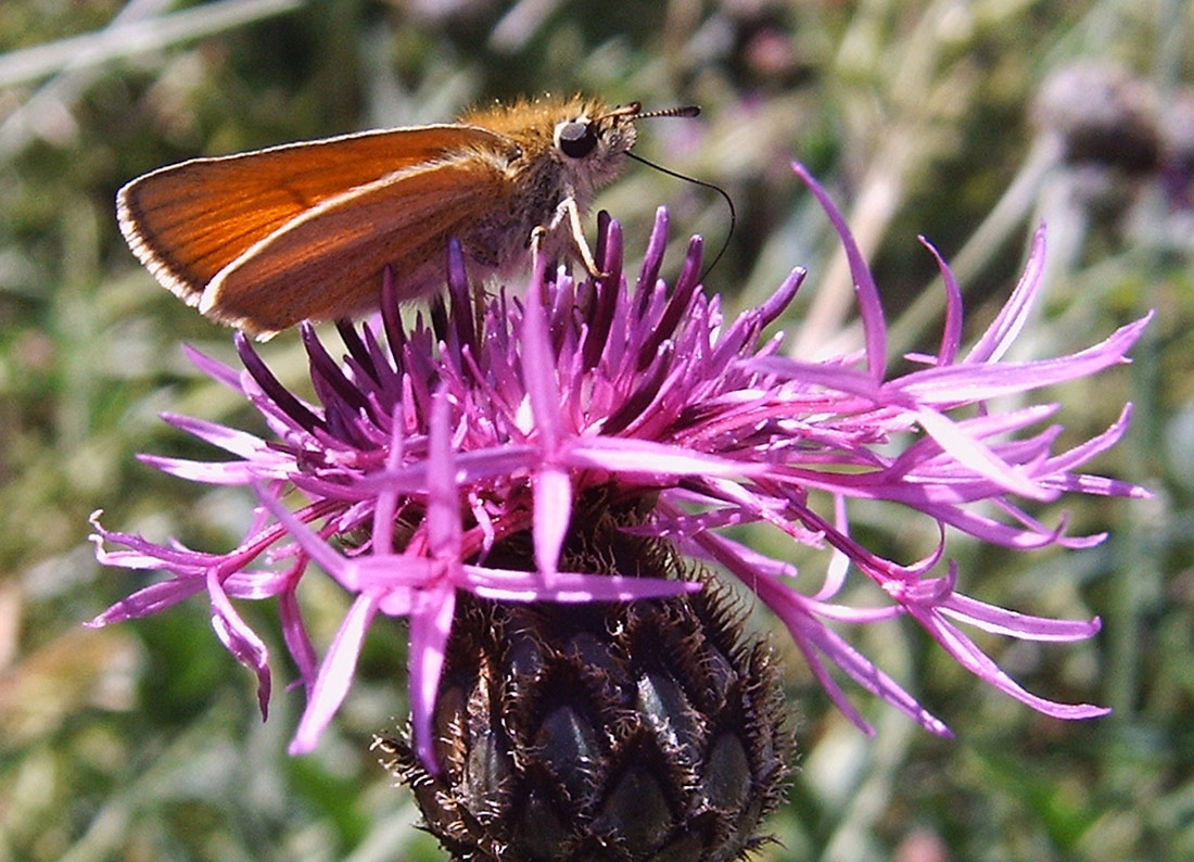 Dickkopffalter (Ochlodes venatus) auf Flockenblume (Centaurea jacea)