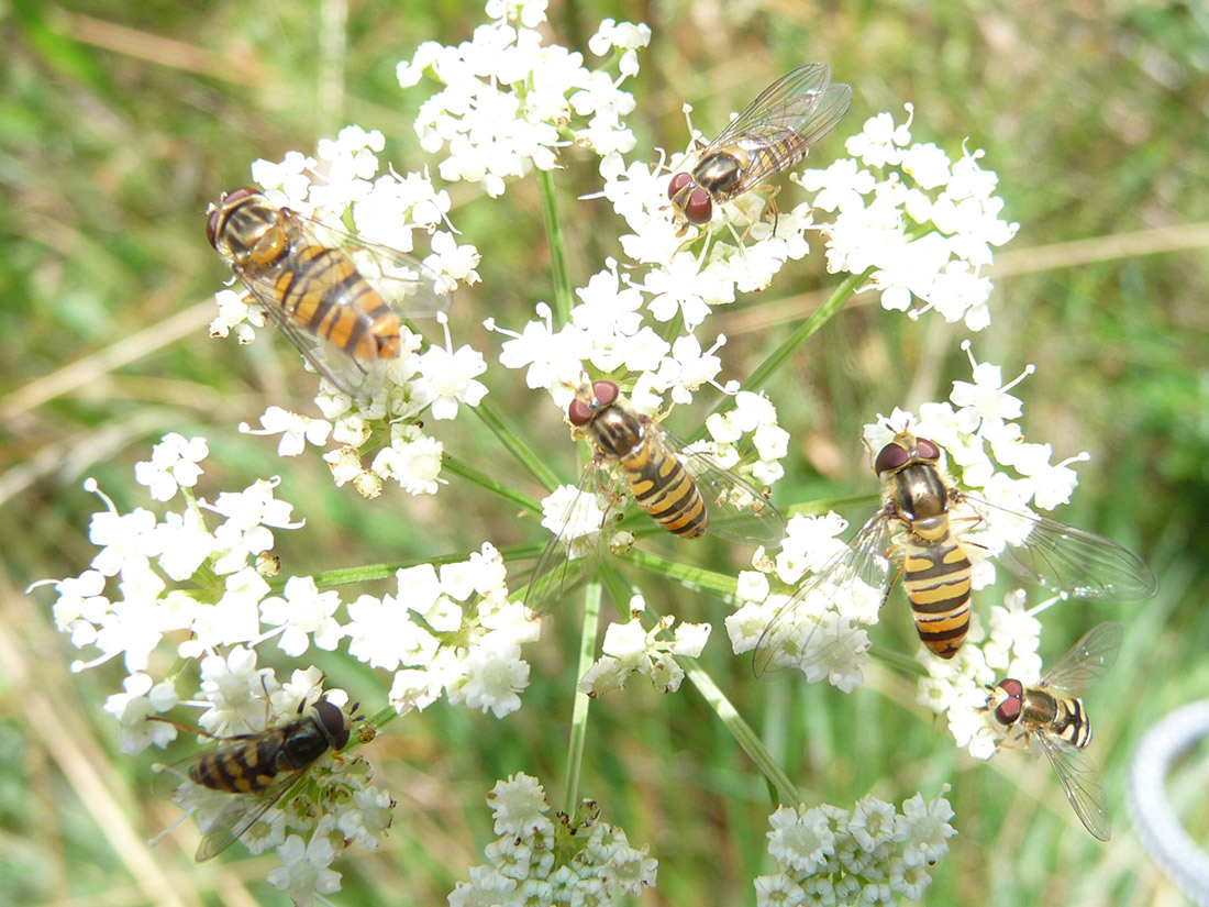 Schwebfliegen an Doldenblüte