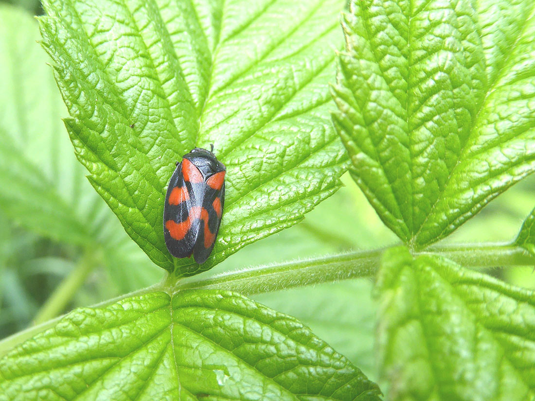 Blutzikade (Cercopis vulnerata)