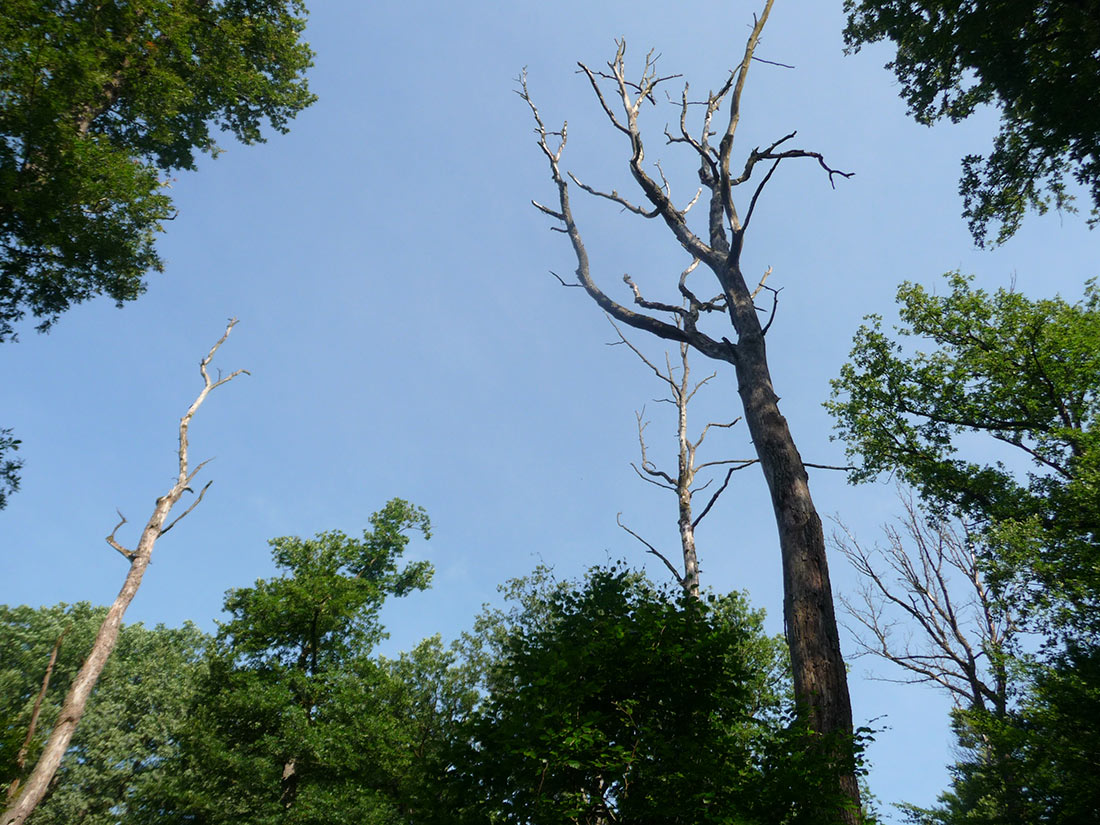 Großer Nutzen für die Artenvielfalt eines Waldes: Das Totholz