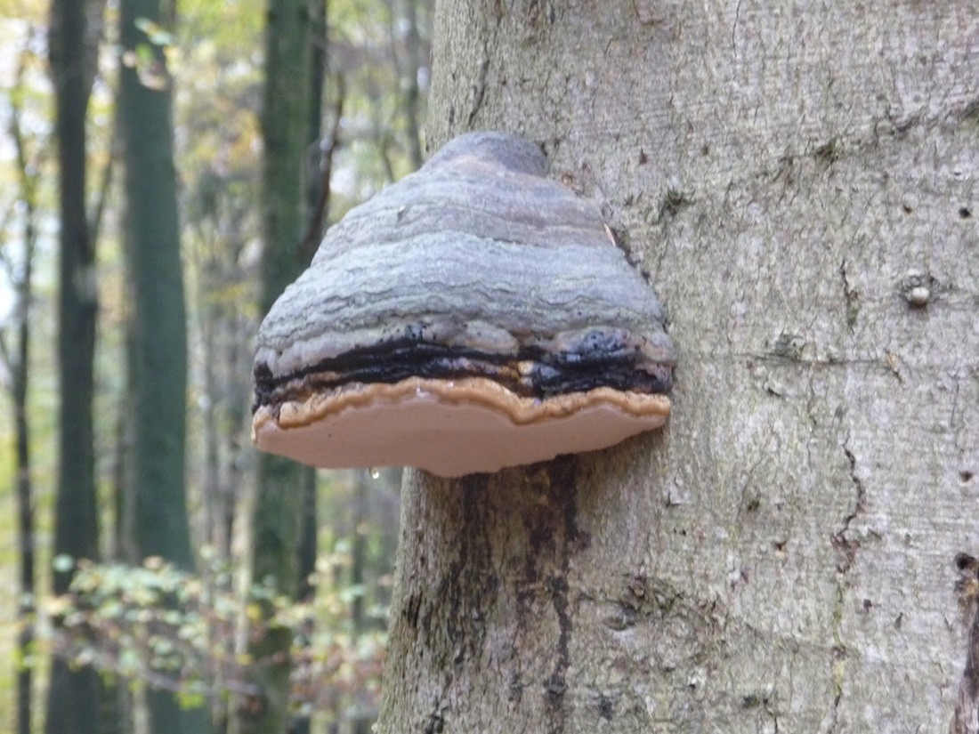 Zunderschwamm (Formes fomentarius)