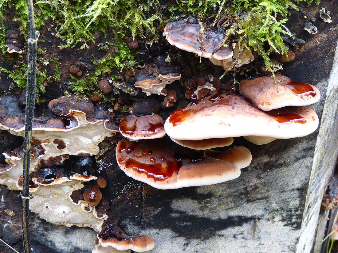 Laubholz Harzporling (Ischnoderma resinosum)