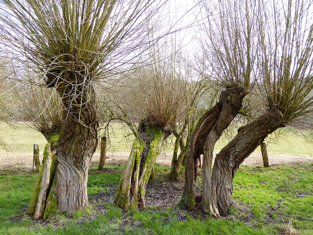 Alte Kopfweiden weisen viel abgestorbenes Holz auf