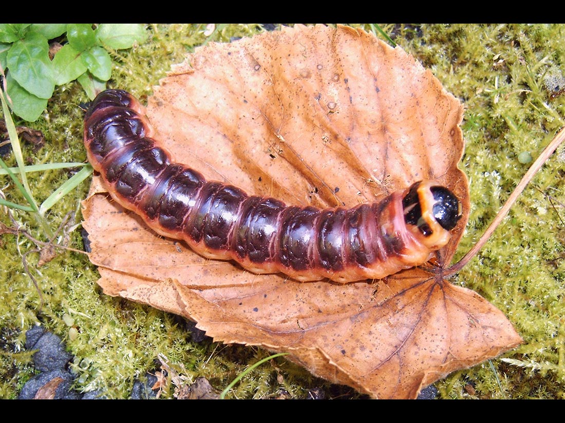 Raupe des Weidenbohrers (Cossus cossus) lebt bevorzugt in altem Weidenholz