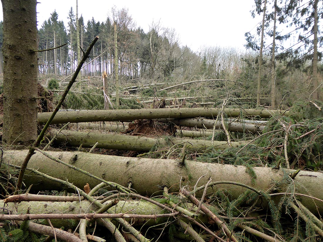 Starker Windbruch in einem Fichtenreinbestand