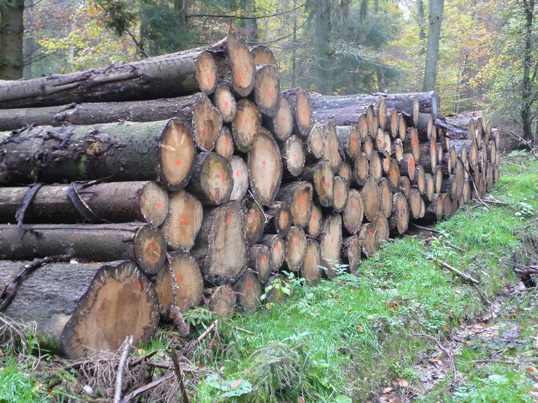 Stapel zugeschnittener Stämme vor ihrem Abtransport