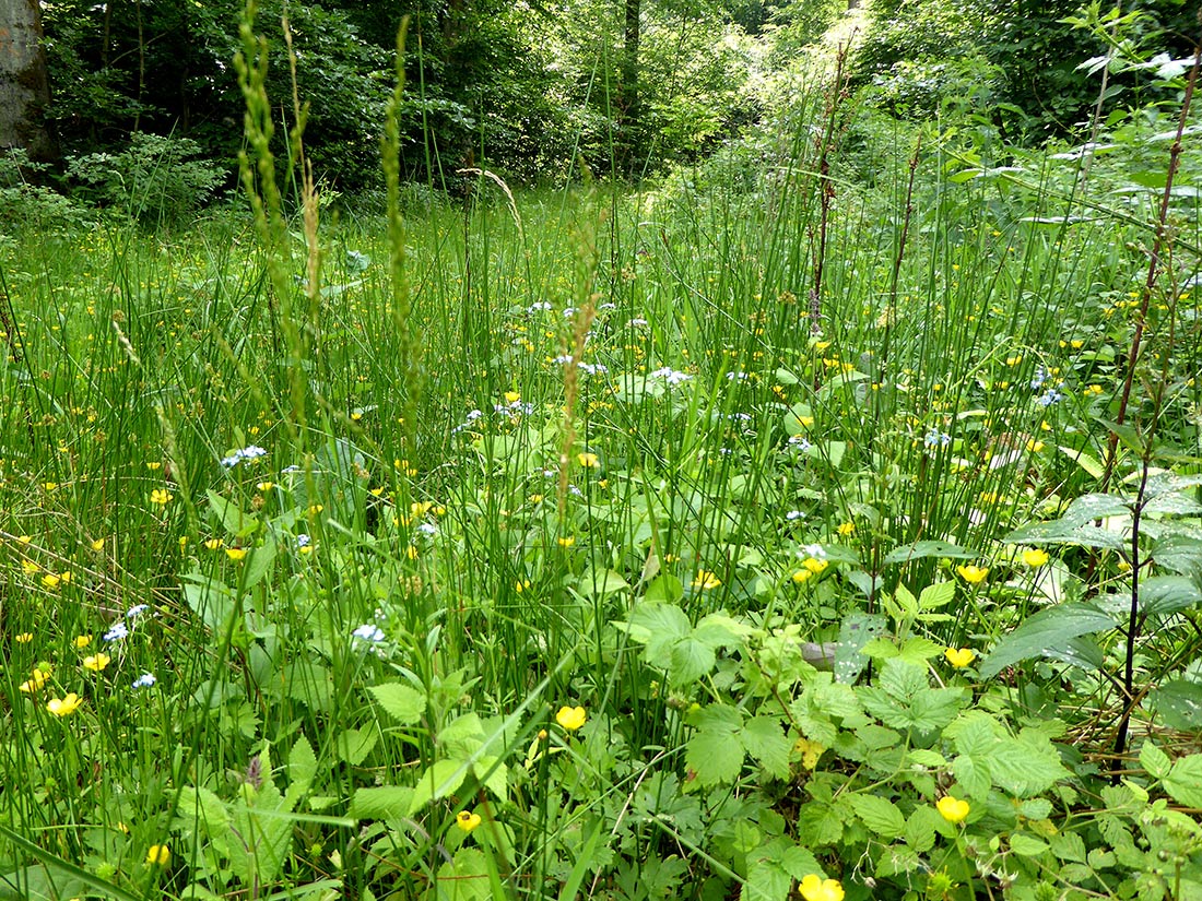 Üppiger Pflanzenbewuchs auf einer Waldlichtung