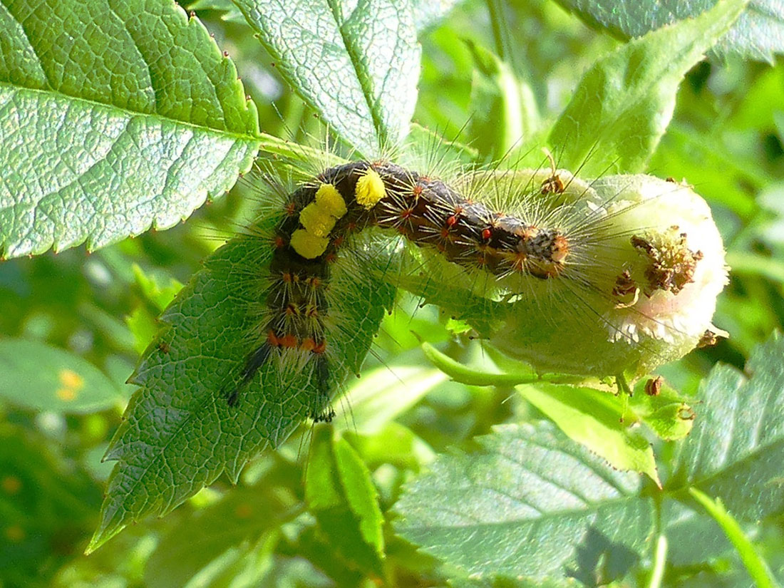 Raupe des Schlehenspinners (Orgyia antiqua)