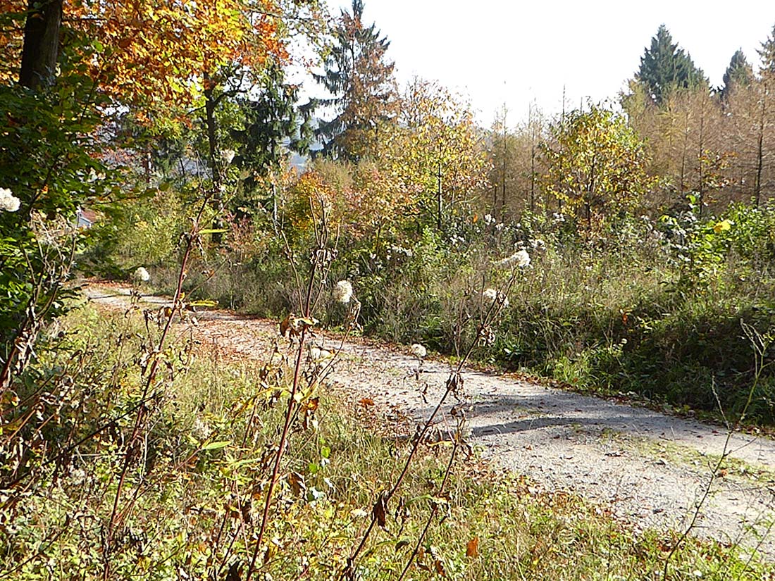 Binnenwaldrand im Herbst entlang des Waldweges