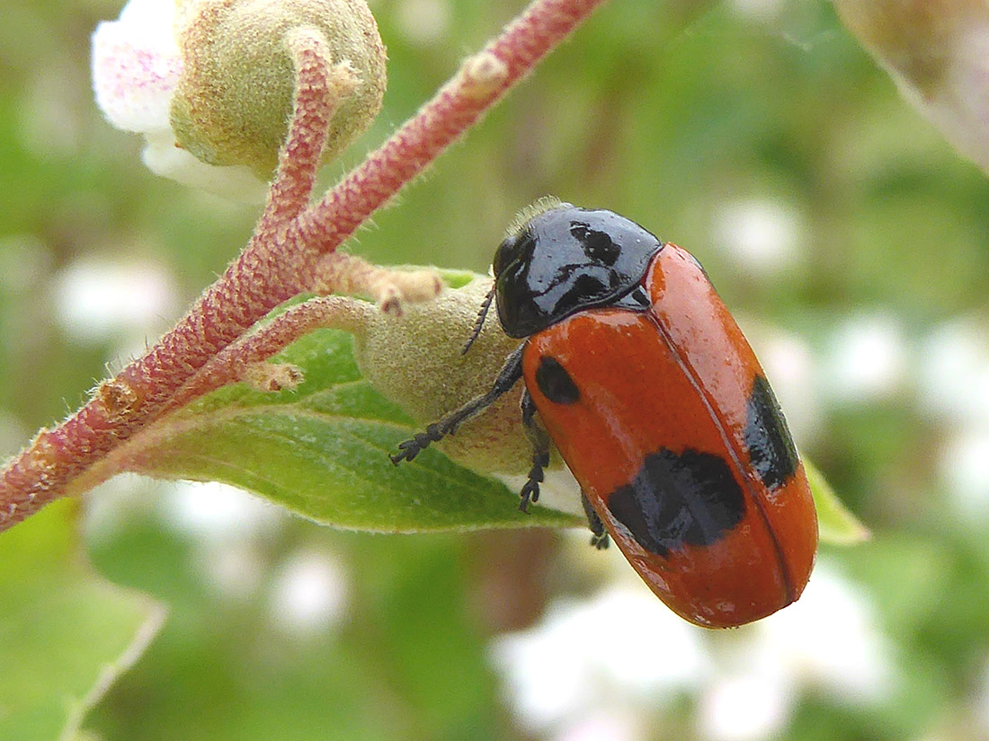 Die Eier des Ameisen-Blattkäfers (Clytra quadripunctata) entwickeln sich im Ameisennestern