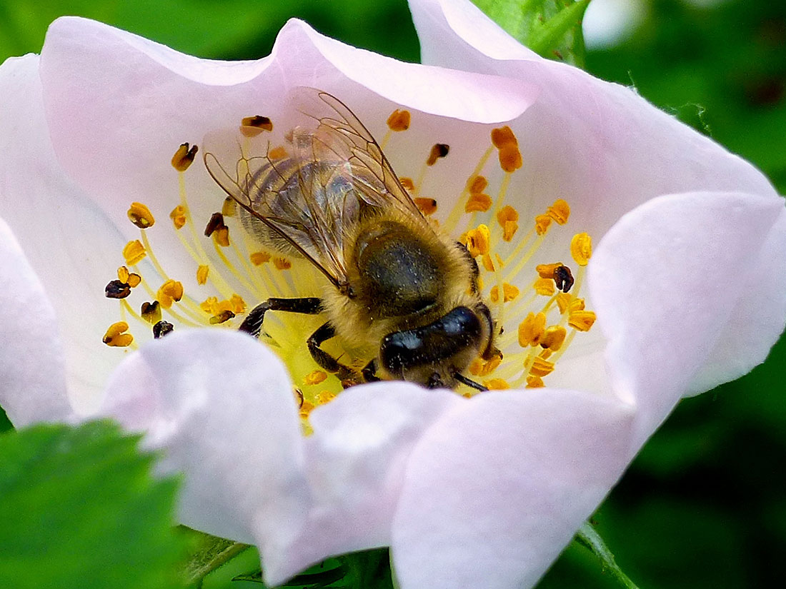 Honigbiene auf Wildrosenblüte