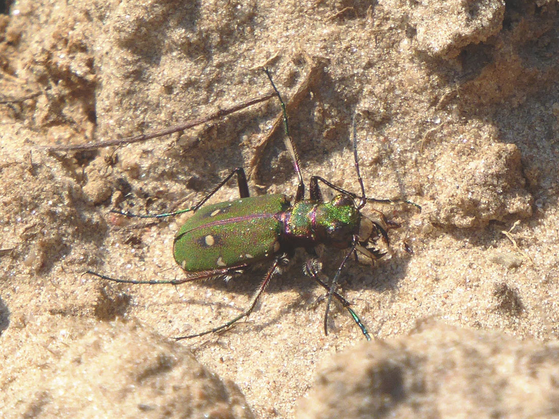 Sandlaufkäfer (Cicindela campestris) an sonnigen und trockenen Wegbereichen