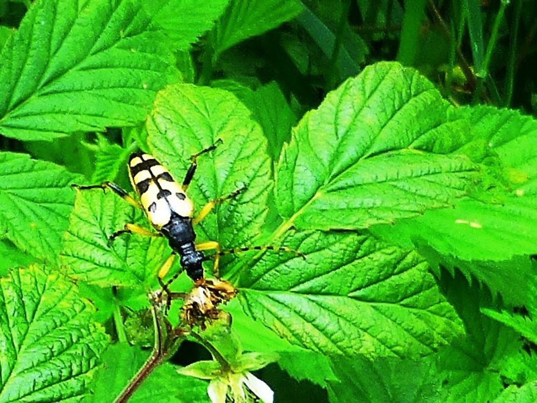 Schmalbock (Rutpela maculata)