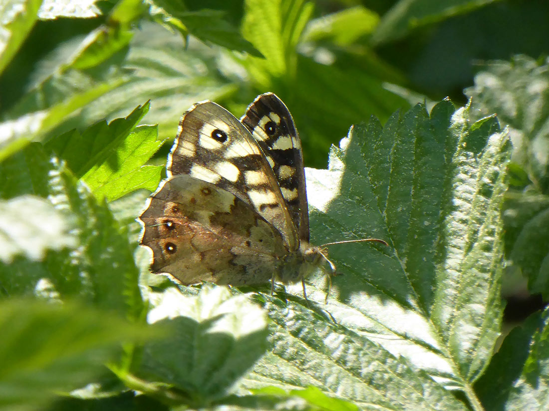 Waldbrettspiel (Pararge aegeria)