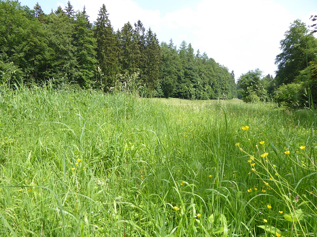 Grünfläche im Bereich der ehemaligen Siedlung