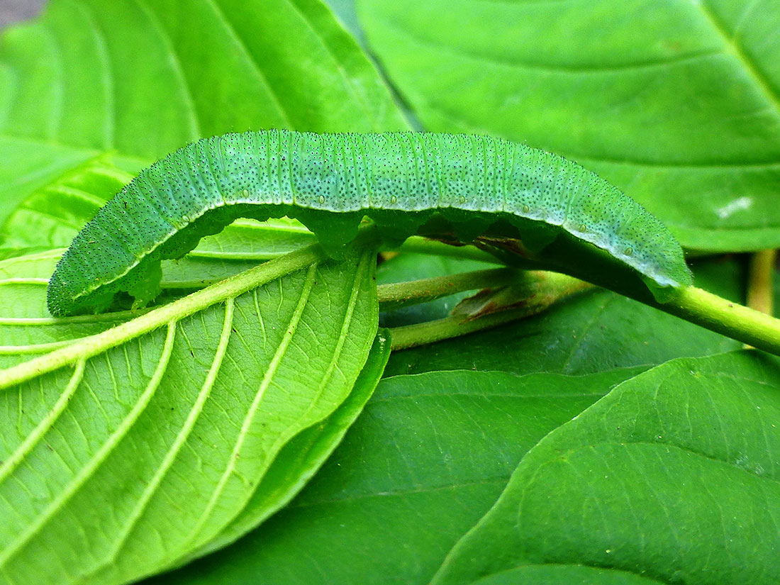 Raupe des Zitronenfalters